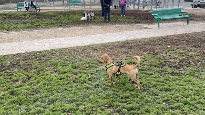 Fontana Dog Park - Fontana, CA