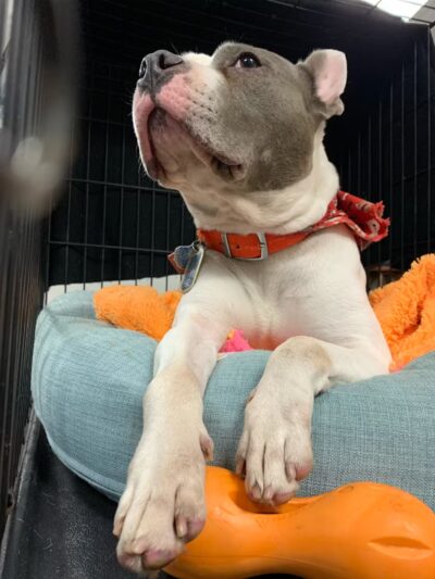 Force Free Cain9’s - ,