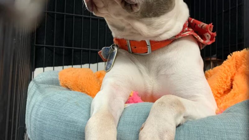 Force Free Cain9’s - ,