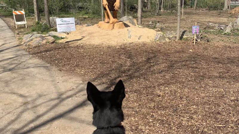 Force Free Cain9’s - ,