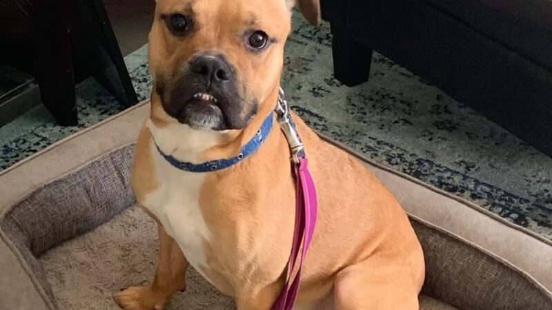 Force Free Cain9’s - ,