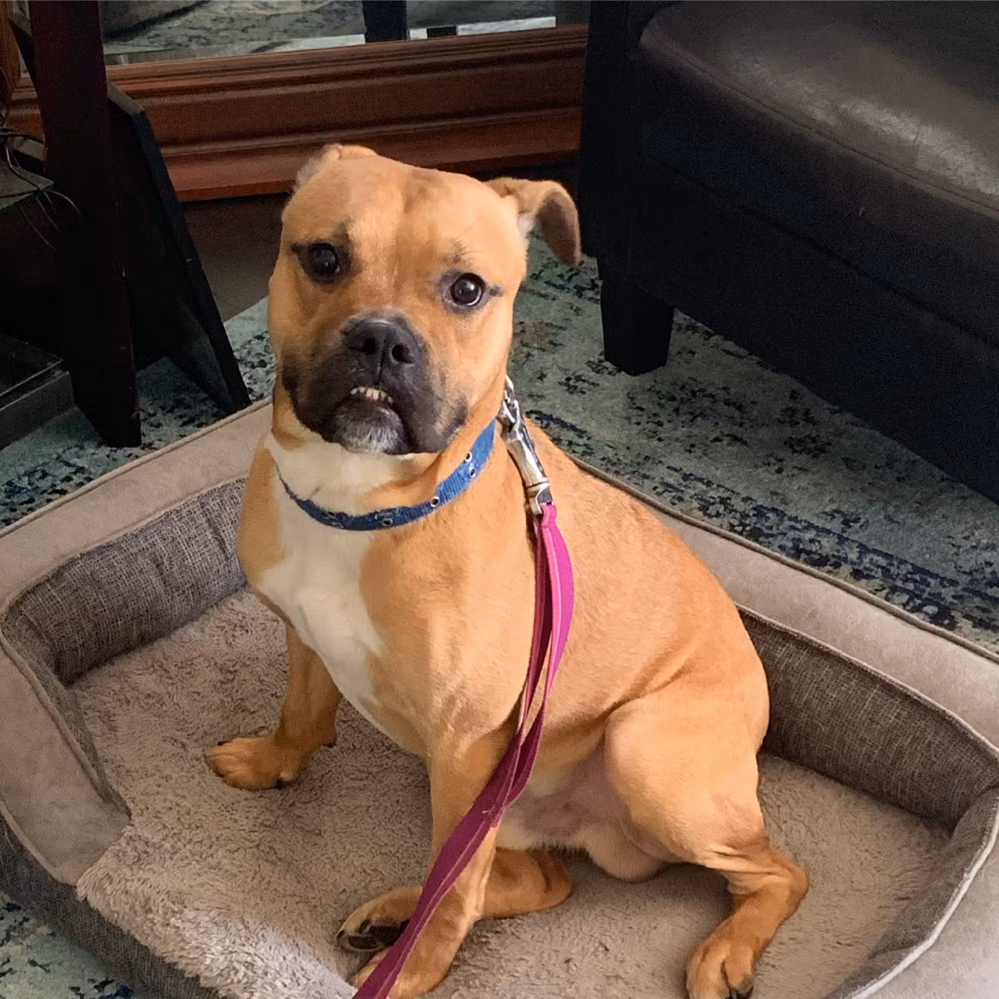 Force Free Cain9’s - ,