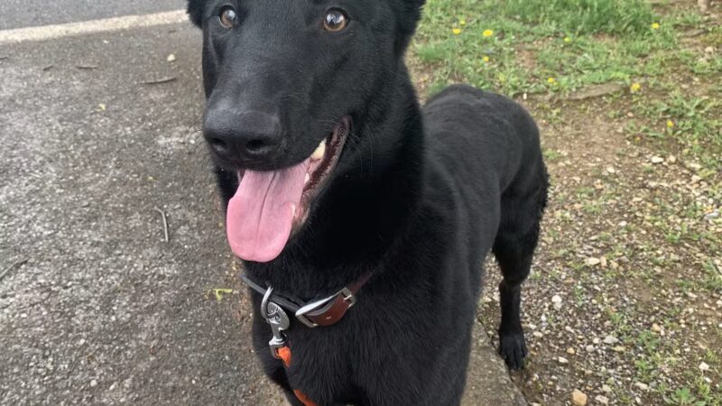 Force Free Cain9’s - ,