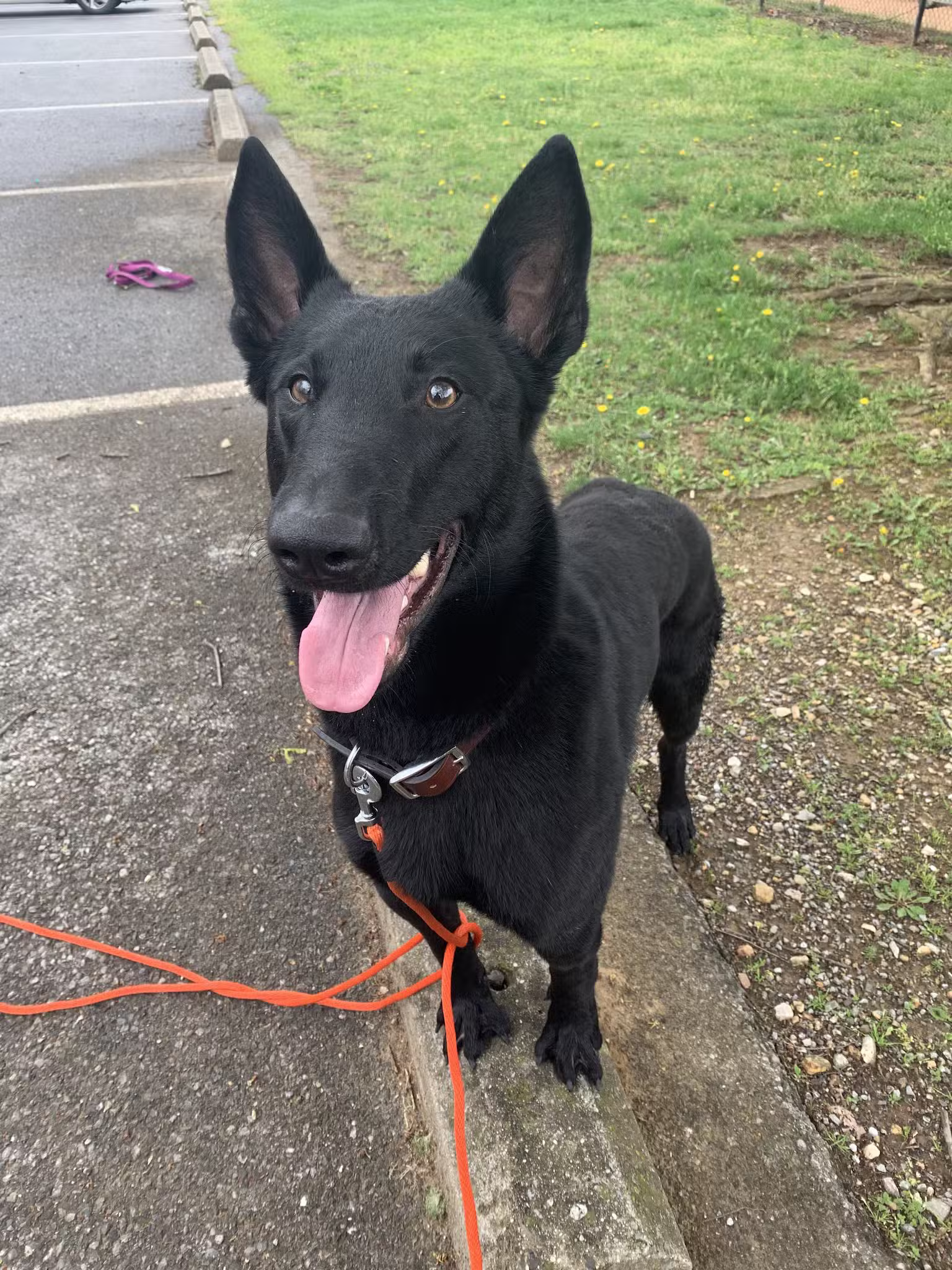 Force Free Cain9’s - ,