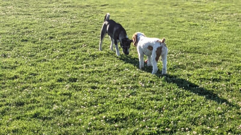 Thatcher Dog Park - Forest Grove, OR
