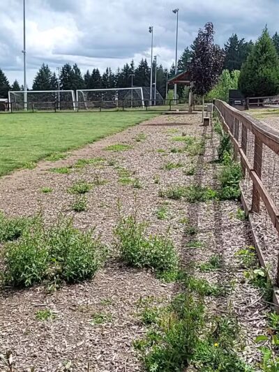 Thatcher Dog Park - Forest Grove, OR