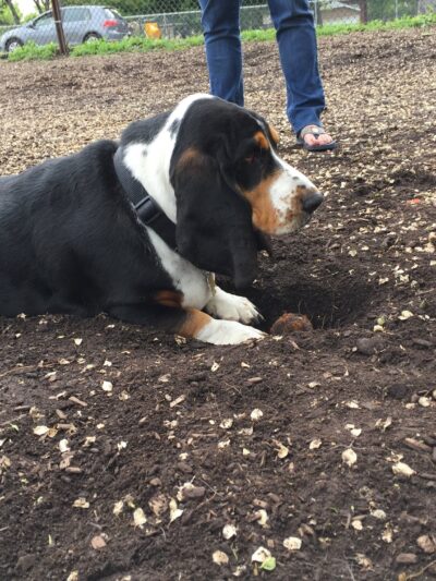 Forest Bark Dog Park - Forest Park, IL
