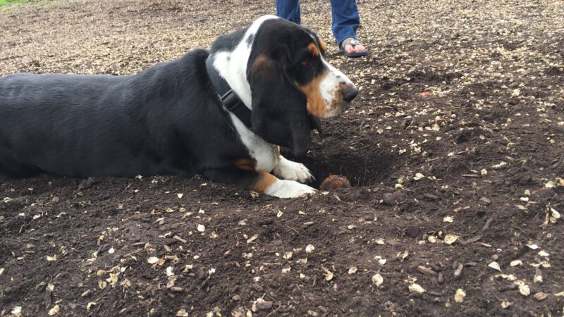 Forest Bark Dog Park - Forest Park, IL