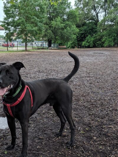 Forest Bark Dog Park - Forest Park, IL