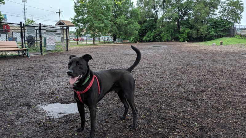 Forest Bark Dog Park - Forest Park, IL