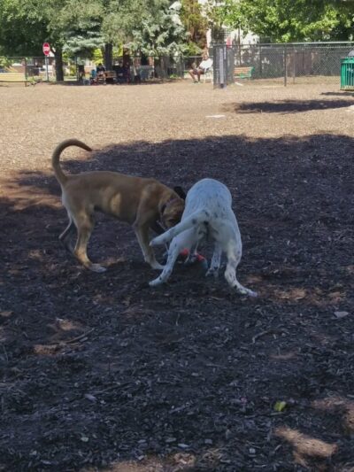 Forest Bark Dog Park - Forest Park, IL