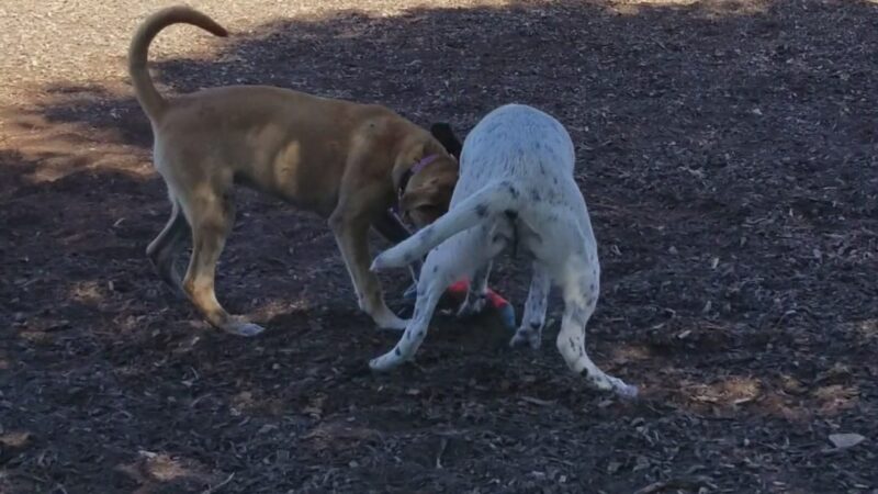Forest Bark Dog Park - Forest Park, IL