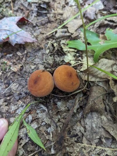 Hatchery Road trailhead - Forestburgh, NY