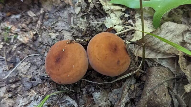 Hatchery Road trailhead - Forestburgh, NY