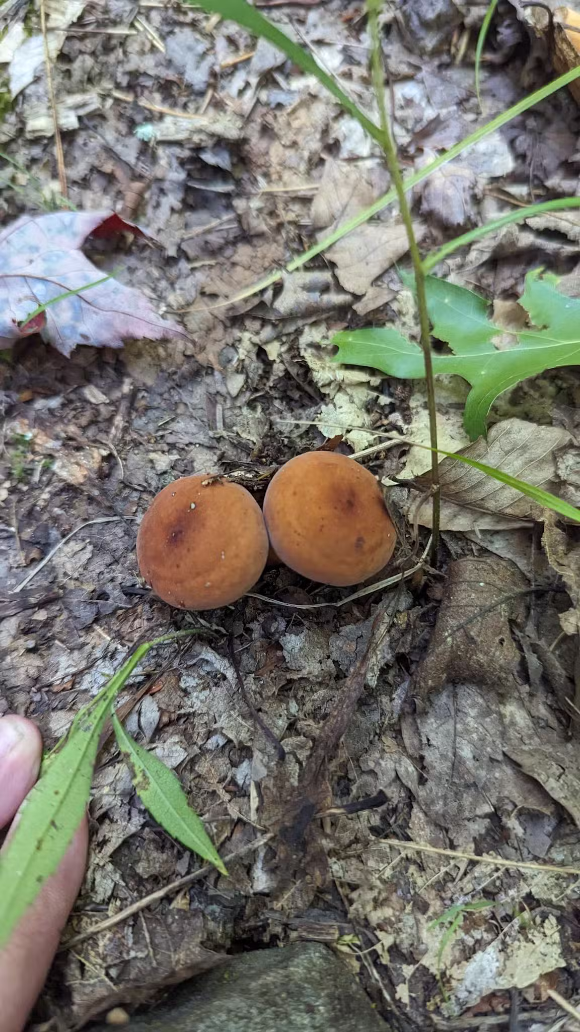Hatchery Road trailhead - Forestburgh, NY
