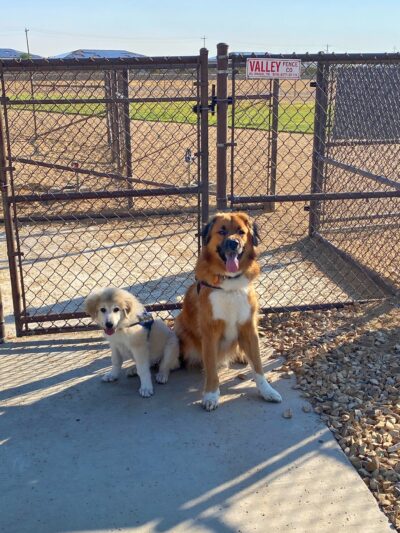 Dog Park - Fort Bliss, TX