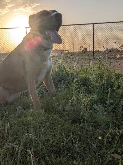 Dog Park - Fort Bliss, TX
