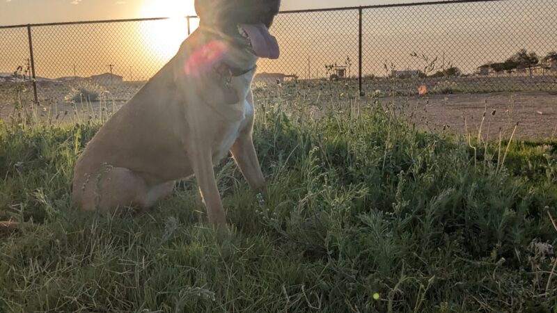 Dog Park - Fort Bliss, TX