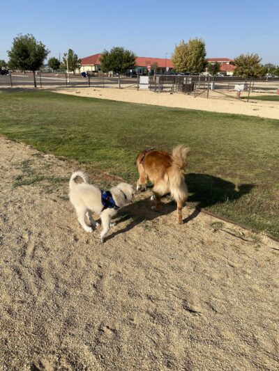 Dog Park - Fort Bliss, TX