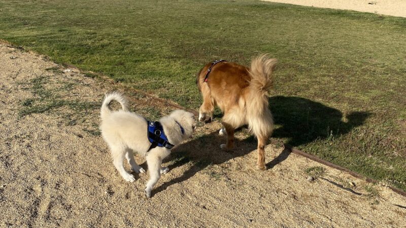Dog Park - Fort Bliss, TX