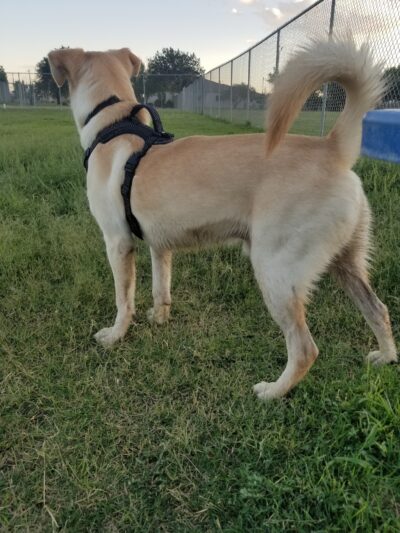 Fort Bliss Family Homes Bark Park - Fort Bliss, TX