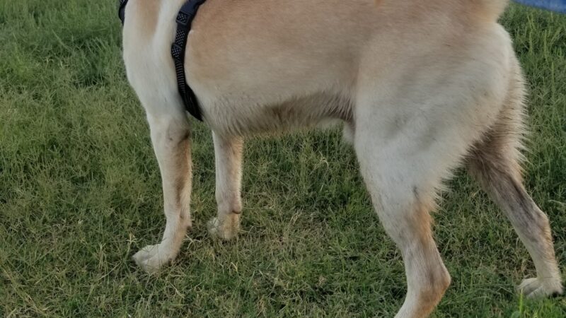 Fort Bliss Family Homes Bark Park - Fort Bliss, TX