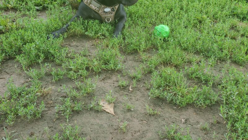 Dog Park - Fort Campbell, KY