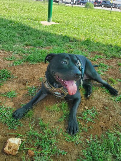 Dog Park - Fort Campbell, KY