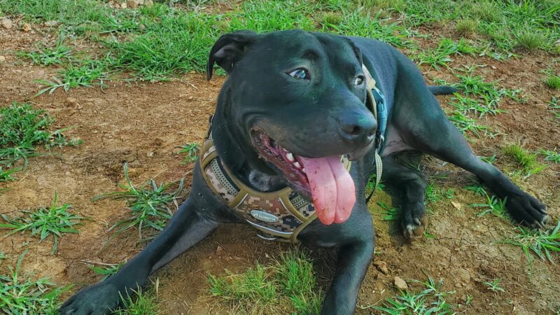 Dog Park - Fort Campbell, KY