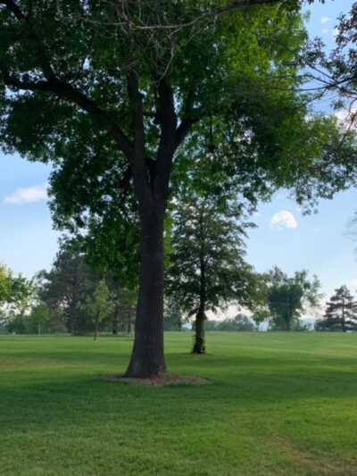 Fort Collins City Park - Fort Collins, CO