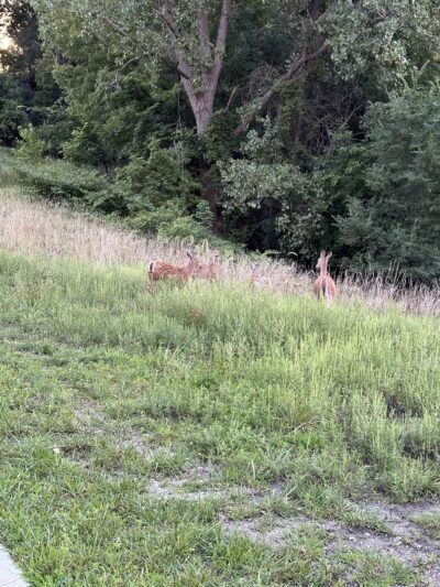 Mason Park - Fort Dodge, IA