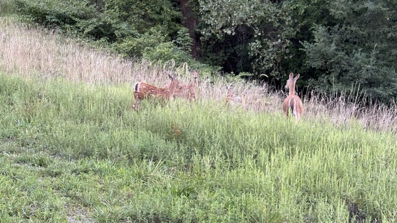 Mason Park - Fort Dodge, IA