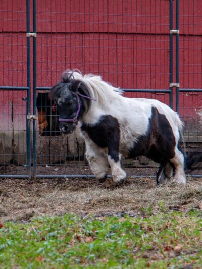 Shadow Hills Farm - Fort Edward, NY