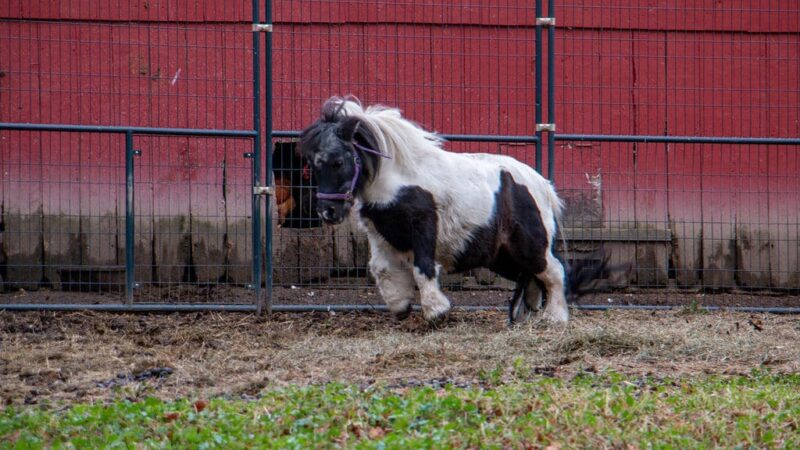 Shadow Hills Farm - Fort Edward, NY
