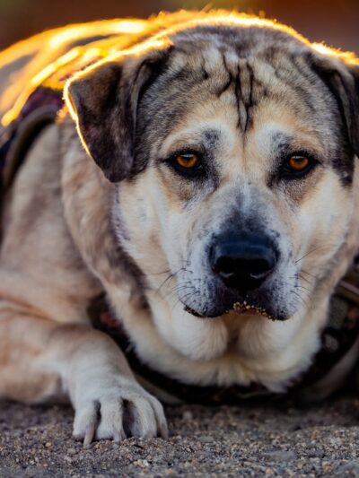 Fort Irwin Dog Park - Fort Irwin, CA