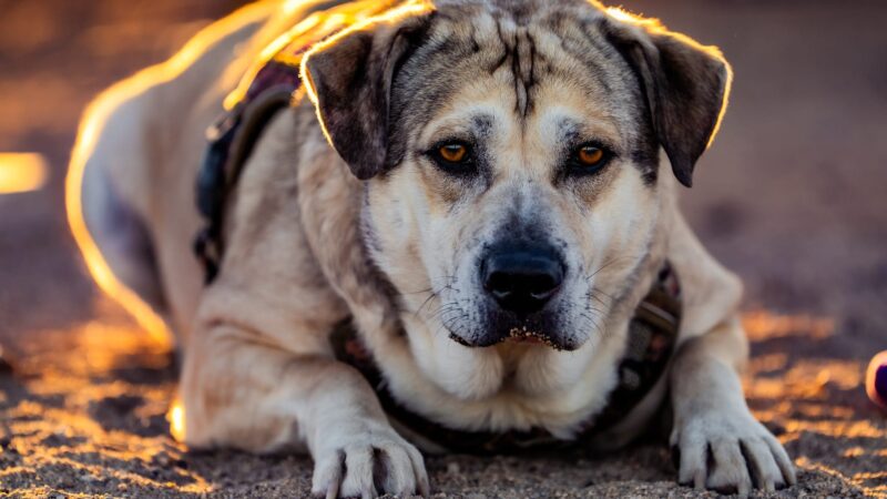 Fort Irwin Dog Park - Fort Irwin, CA