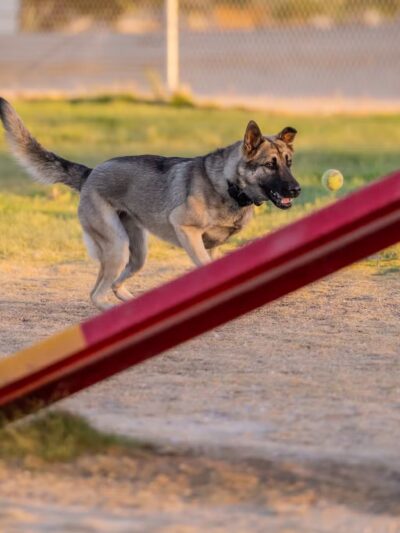 Fort Irwin Dog Park - Fort Irwin, CA