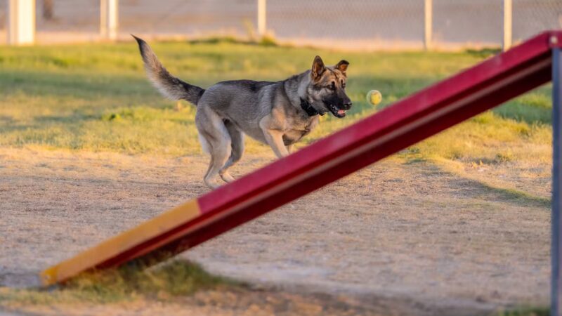 Fort Irwin Dog Park - Fort Irwin, CA