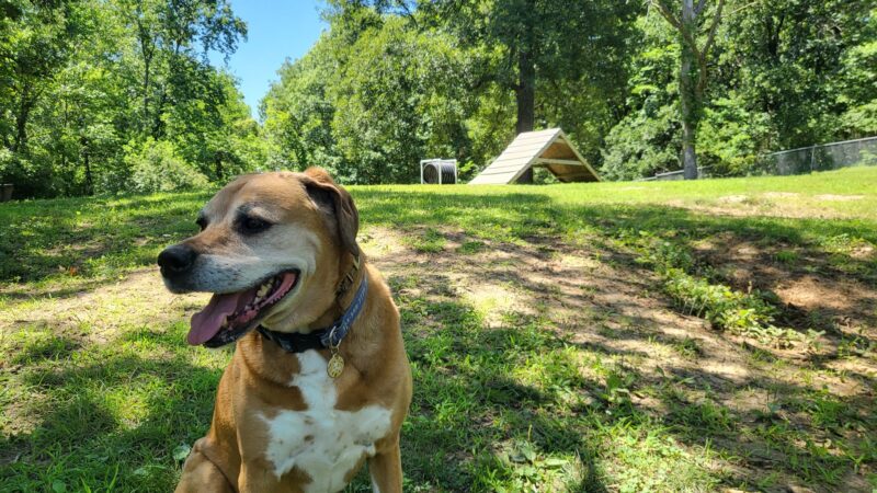 Fort Leavenworth Dog Park - Fort Leavenworth, KS