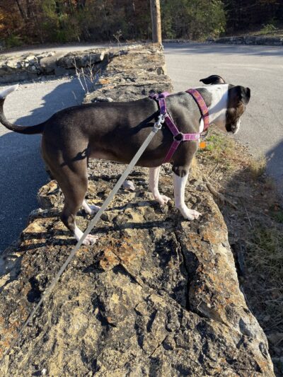 Fort Leavenworth Dog Park - Fort Leavenworth, KS