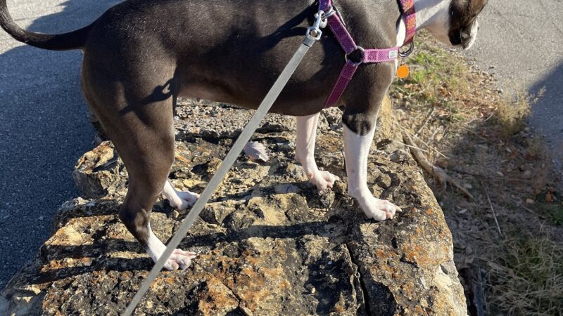 Fort Leavenworth Dog Park - Fort Leavenworth, KS