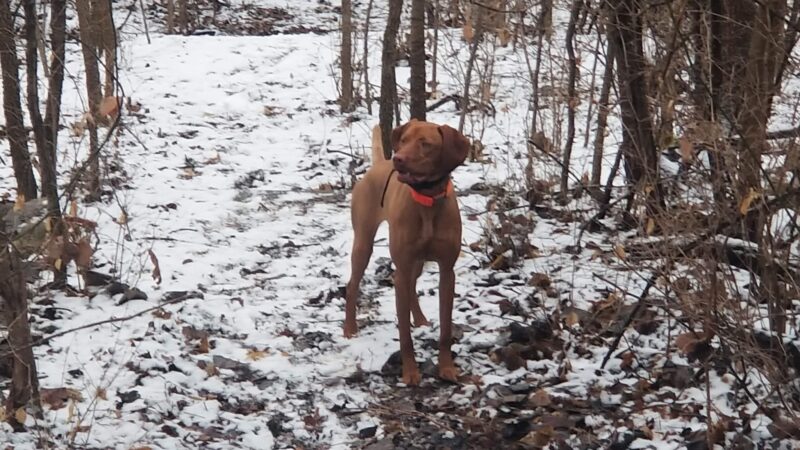 Fort Leavenworth Housing Dog Park - Fort Leavenworth, KS