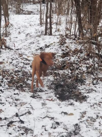 Fort Leavenworth Housing Dog Park - Fort Leavenworth, KS