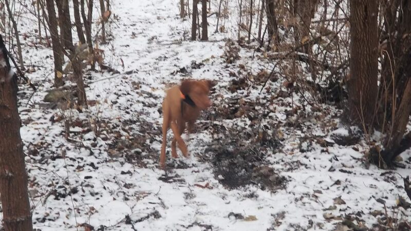 Fort Leavenworth Housing Dog Park - Fort Leavenworth, KS