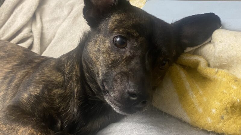 Fureverdog Rescue and Boarding - Fort Lupton, CO