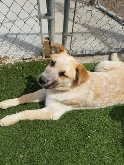 Fureverdog Rescue and Boarding - Fort Lupton, CO