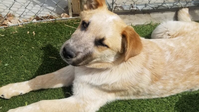Fureverdog Rescue and Boarding - Fort Lupton, CO