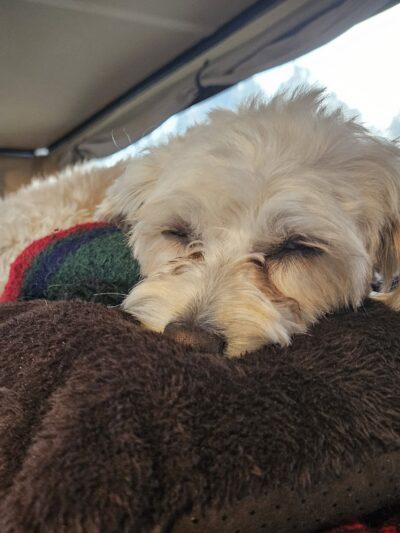Fureverdog Rescue and Boarding - Fort Lupton, CO