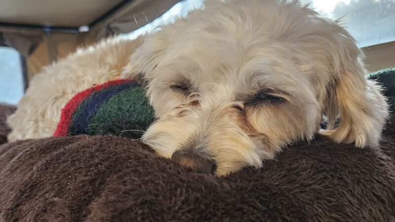 Fureverdog Rescue and Boarding - Fort Lupton, CO