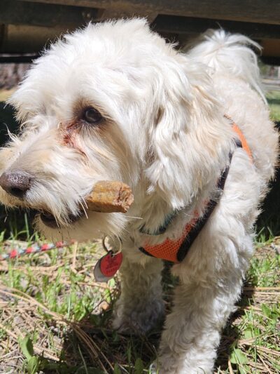 Fureverdog Rescue and Boarding - Fort Lupton, CO